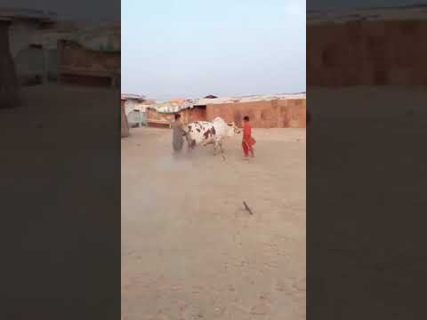 beautiful cow tiktok(4)