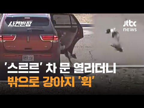 '스르르' 차 문 열리더니…밖으로 강아지 '휙' #글로벌픽 / JTBC 사건반장