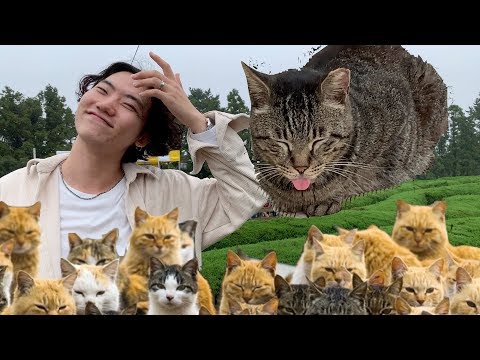 I Went To A Cat Maze in South Korea, Jeju Island🐱🐈😻