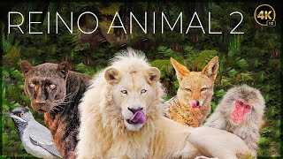 REINO ANIMAL: VIDA SALVAJE - EPISODIO 2 | DOCUMENTALE COMPLETO