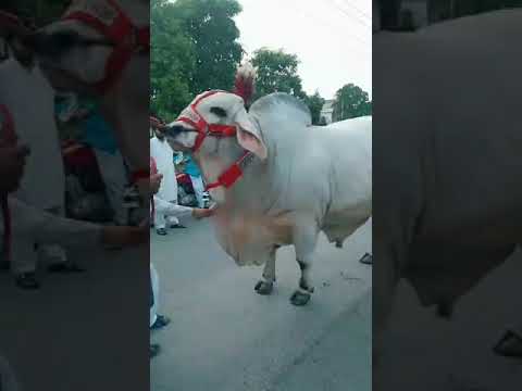 beautiful cow tiktok