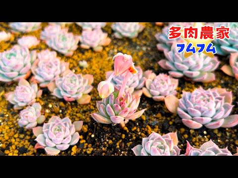 【多肉植物】大きくなってきた苗にポットに植え替えていきまーす👀