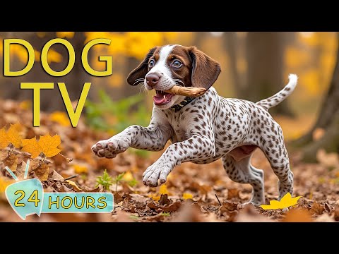 DOG TV: Best Video to Calm Anxiety & Stress for Dogs When Home Alone - Happy Music for Your Dogs