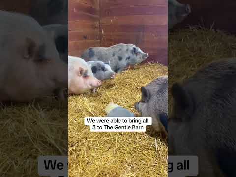 We found 3 bonus pigs 🥹 #animalrescue