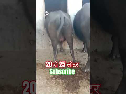 20 से 25 लीटर दुध वाली भैंस कैसे पहचाने #2024 @buffalo1s