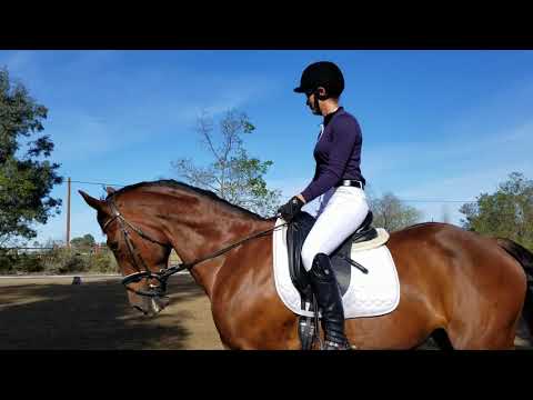 dressage test