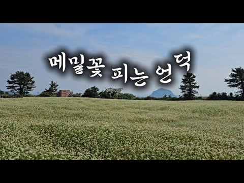 제주 메밀꽃 천지 현재진행형  상천리 동광리