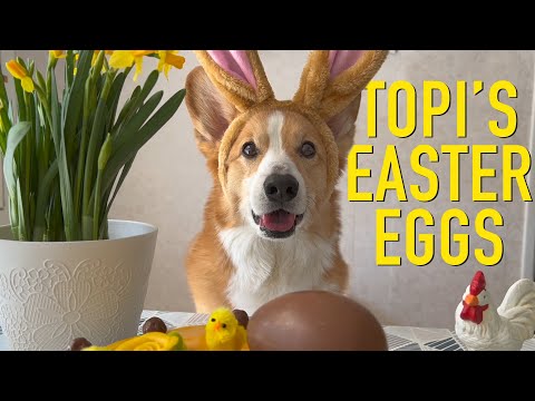 EASTER BUNNY - Topi the Corgi