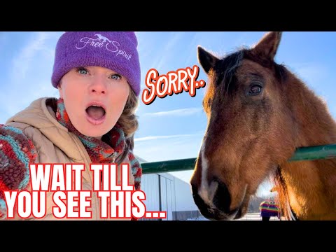 I Almost Got HURT….Will Dodger Overcome His Barn Fear?