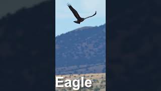 the eagle #eaglelife #eagle #birds #eaglelovers #wildlife #eaglenest #animals #eaglefly #vairalvideo