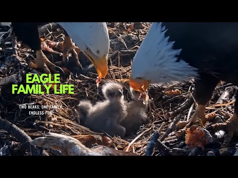 Eagle Family Life Through the Camera Lens   Two Beaks, One Family, Endless Fun!