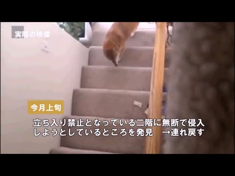 どうでもいい日常のニュース【2018年10月編】