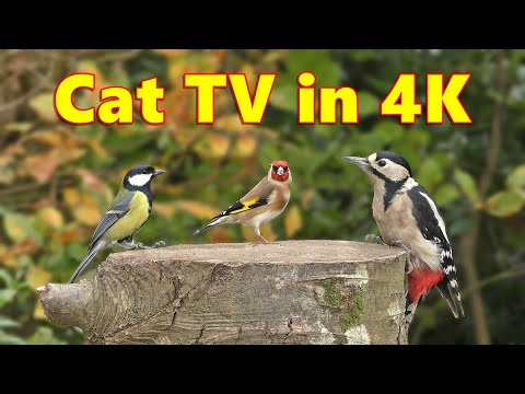 Videos for Cats ~ Cat and Dog TV 4K Spectacular ⭐ 8 HOURS ⭐