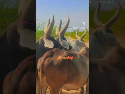 Kankrej Cow Marwad 😍