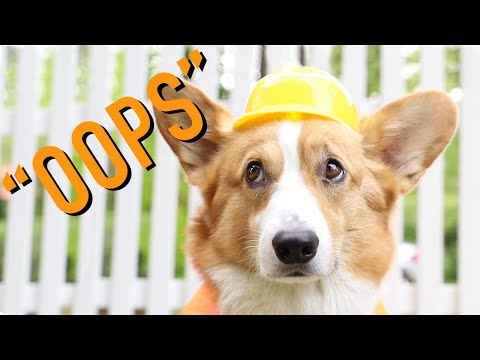 DELETED SCENES - Topi the Corgi