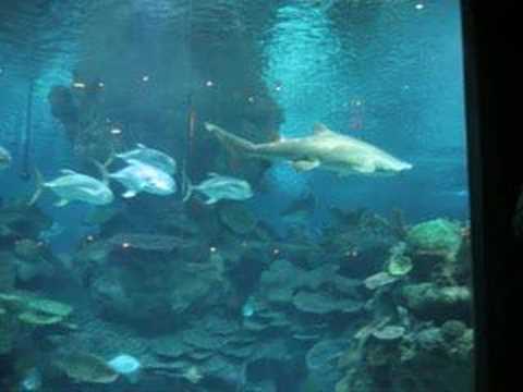 shark dive Blue Planet Aquarium