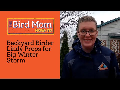 Best Winter Prep Storm Tips for Backyard Birders