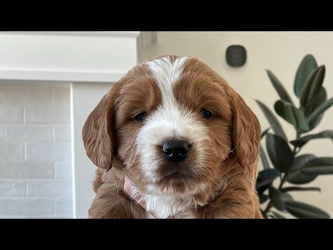 Puppy Pick Live! Stella x Pax Goldendoodle Puppies