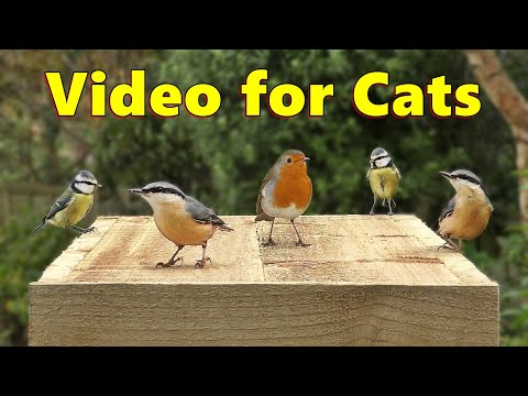 Videos for Cats to Watch ~ The Prettiest Birds