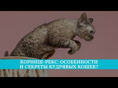 Корниш-рекс: особенности и секреты кудрявых кошек?