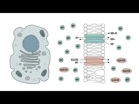 The cell membrane (plasma membrane structure, function and components)