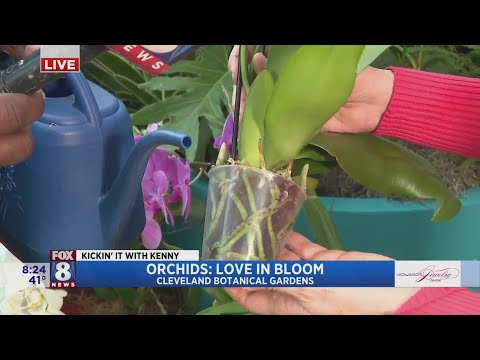 Kenny is learning there is a lot of love about orchids at Cleveland Botanical Garden