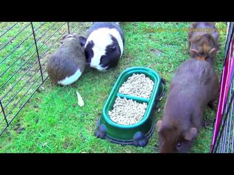 White Baby Bunny Rabbit and Guinea Pigs