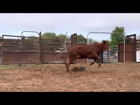 Leflore 03K - Yearling Bull