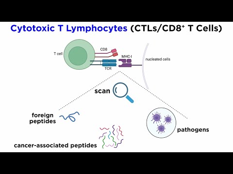 CD8+ T Cells