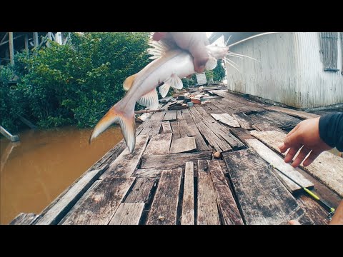 AIR DALAM MASIH BISA DAPAT IKAN BAUNG || MANCING IKAN BAUNG SUNGAI #019