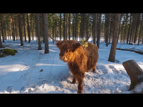 Cows visiting forest during Easter