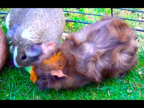 Guinea Pigs Fighting For Cucumber