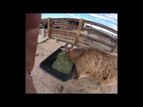 River Escapes and Pour-On for Everybody! #highlandcows