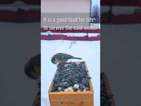 Great Tit Bird Eating Salo From Feeder in Cold Winter #shorts