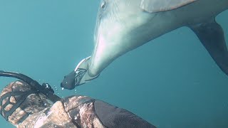 Wild Dolphin does something unbelievable!