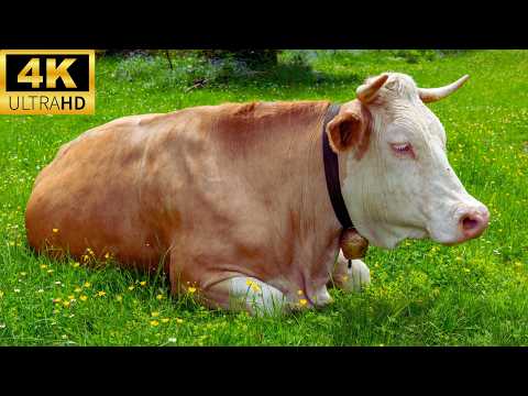 Relax with 4K COWS in a Serene Meadow, Cow Video