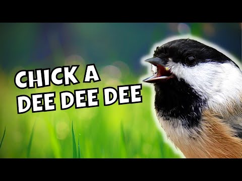 The Chick-a-dee-dee Call Explained