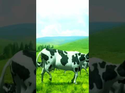 FUNNY COW DANCE 🤣🐮| COW SONG _ COW VIDEOS | DANCING COW | ANIMAL SOUND