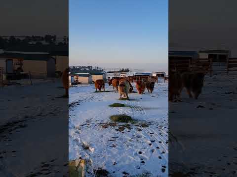 It's Alfalfa Sunday! #colorado #highlandcows #ranching #funny