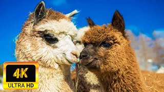 Llama Alpaca Of South America 4K  | Scenic Wildlife Film With Calming Music | 4K UHD Video