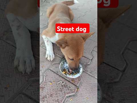 Eating street dog