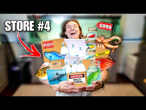 I BOUGHT FISH From EVERY FISH STORE...