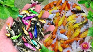 Catching fancy ornamental fish,Bangladeshi fish farming,Goldfish,Ratfish,Fish video for kids