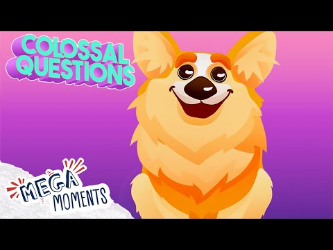 Why Do Dogs Wag Their Tail? 🐶 | Doggy Facts for Kids! 🧠 | Colossal Questions