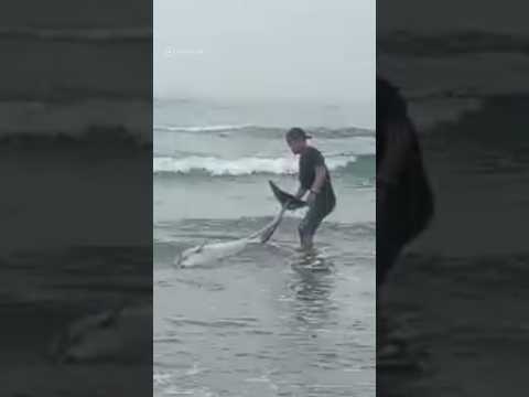 Dolphin rescued when found stranded on a beach in Padang, Indonesia #shorts