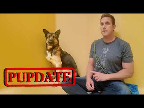 Here's what happened the German Shepherd in the Shelter for over 365 Days | Pupdate for Wang & more