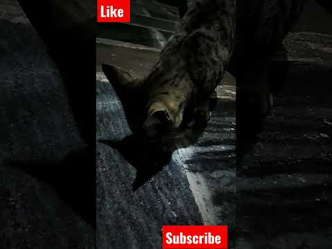 cute cat short video