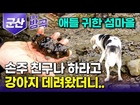 [전북 군산] "절벽에서 해삼 잡고, 피아노 치는 섬마을 천재견" 친구 없이 외로운 손자 놀아주라고 데려왔는데.. 손주 대신 할아버지 단짝 된 유기견｜선유도｜#한국기행 #방방곡곡