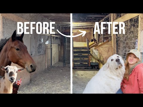 Preparing the Farm for Winter | Major Barn clean! ❄️⛄️