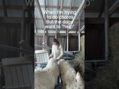 When I'm trying to do chores but the dogs want to "help"